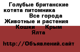 Голубые британские котята питомника Silvery Snow. - Все города Животные и растения » Кошки   . Крым,Ялта